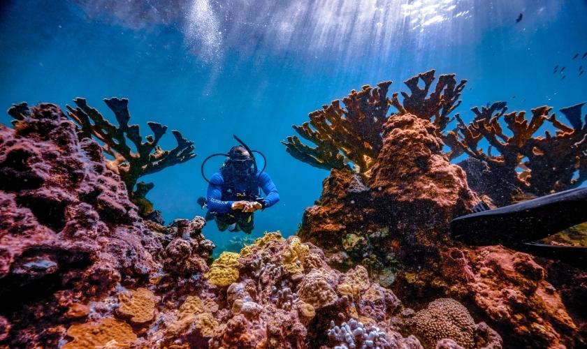diver in the ocean exploring coral reef